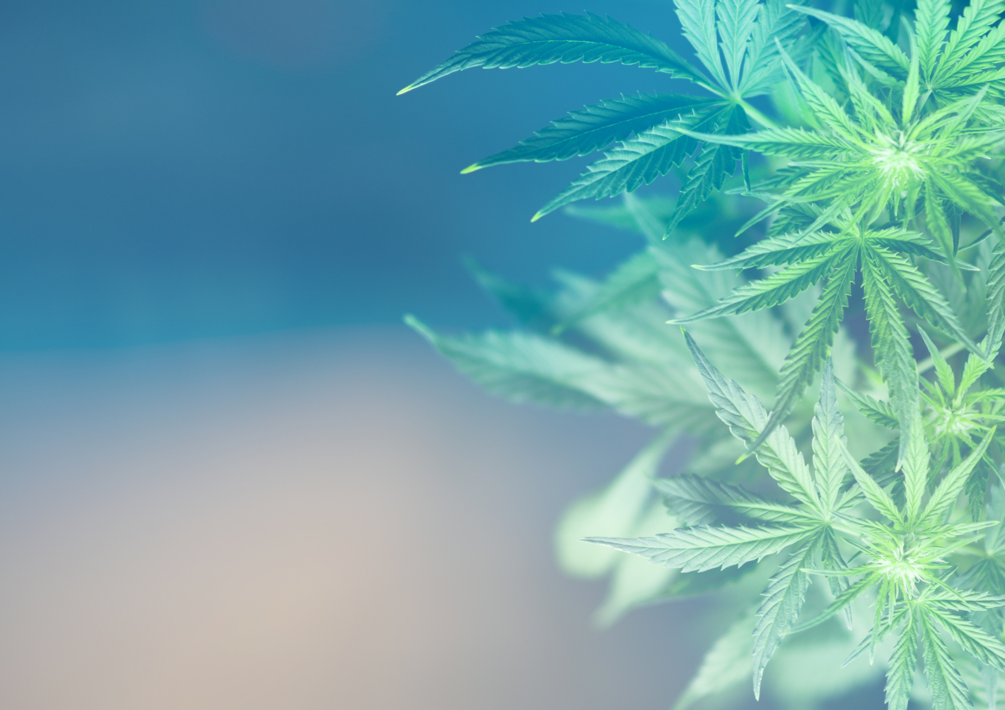 Kontroverser Stoff: Die Vor(ur)teile von Hanf in unseren Jeans